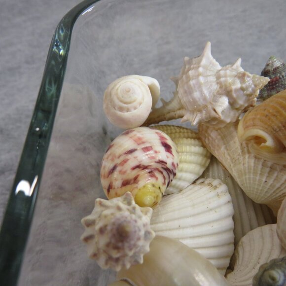 REAL Sea Shells in a Glass Square Vase and sand #3 - Picture 5 of 7
